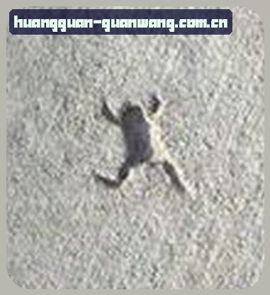 孙悦